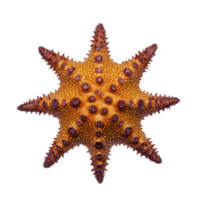 vibrant orange starfish with textured skin and prominent spikes is displayed against transparency background, showcasing its unique and intricate patterns png