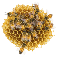 group of bees is actively working on honeycomb, showcasing intricate hexagonal structure and busy nature of hive. golden honeycomb contrasts with bees striped bodies png