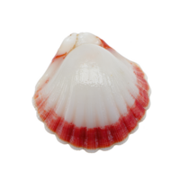 vibrant seashell with smooth white surface and striking red edges, showcasing natural beauty and intricate patterns, perfect for beach themed decor or marine studies png
