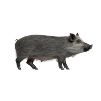 wild boar stands on transparent background, showcasing its distinctive bristly fur and tusks. animal robust body and alert posture convey sense of strength and wilderness png