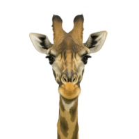 close up of giraffe face with curious expression, showcasing its long neck and distinctive patterns. background is plain, highlighting giraffe unique features png