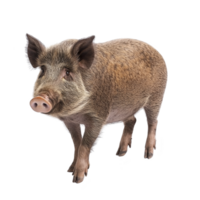 wild boar stands on transparency background, showcasing its bristly fur and distinctive snout. animal alert expression and sturdy build highlight its natural presence png
