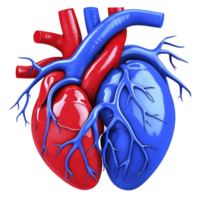 detailed 3D illustration of human heart, showcasing red and blue color coded arteries and veins, highlighting circulatory system complexity and function png