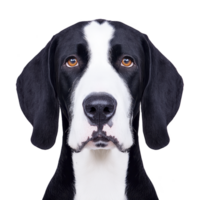 close up illustration of black and white dog with expressive eyes, showcasing its detailed fur and attentive expression. background is plain, highlighting dog features png