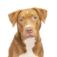 brown and white dog with expressive eyes and gentle expression sits against plain background, showcasing its short fur and floppy ears png