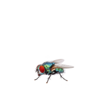 detailed illustration of housefly with vibrant colors, showcasing its iridescent body and translucent wings. fly red compound eyes and fine hairs are clearly visible, highlighting its intricate png