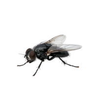 close up image of housefly with detailed wings and body, isolated on transparency background. fly intricate features are clearly visible, showcasing its natural texture and structure png