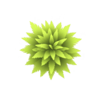 vibrant green plant with layered, pointed leaves arranged in circular pattern, creating symmetrical and lush appearance. bright color and sharp leaf edges give it fresh and lively look png