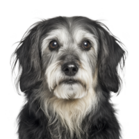 fluffy black and white dog with soulful eyes and shaggy coat looks directly at camera, exuding calm and gentle demeanor. background is plain, highlighting dog expressive face png