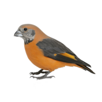 vibrant orange and black bird with distinctive beak stands against transparency background, showcasing its striking plumage. bird detailed feathers and unique coloration make it captivating png