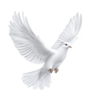 white dove gracefully soars with outstretched wings, symbolizing peace and freedom. bird elegant form and serene expression convey sense of tranquility and hope png