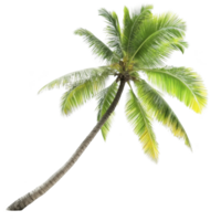 tall, lush green palm tree with slightly curved trunk stands against clear background, evoking tropical and serene atmosphere png