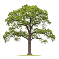 tall, lush green tree with sturdy trunk and expansive branches, showcasing vibrant foliage against clear background, symbolizing growth and nature beauty png