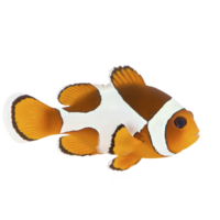 vibrant clownfish with orange and white stripes swims gracefully, showcasing its distinctive pattern and lively demeanor. fish vivid colors and unique markings make it captivating subject png