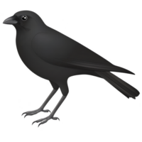 detailed illustration of black crow standing with curious expression, showcasing its glossy feathers and sharp beak. crow eyes are large and expressive, adding touch of personality png