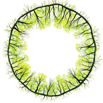 circular arranjo do vibrante verde árvores formulários natural guirlanda, simbolizando unidade e crescimento. galhos entrelaçar, criando harmonioso e sereno padronizar contra transparente fundo png