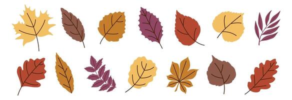 Autumn Leaves Flat Trendy Set. Fall Leaf Rowan, Maple, Oak, Birch, Chestnut, Willow, Beech, Hawthorn, Poplar, Elm, Aspen, Linden, Alder, Ash. Modern Fall Forest Branches, Foliage. Botanical Floral Set vector