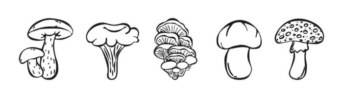Hand Drawn Doodle Mushroom set isolated on white background. Sketch Ink Forest Plants, Vegetables. Children's Coloring Book. Autumn doodles. Hand Drawn, Champignon, Oyster Mushrooms, Chanterelles. vector