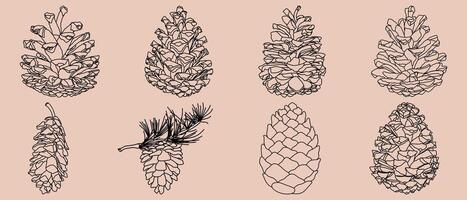 Illustrated decorative outlined pine cone seed collection line art illustration graphic element. Outline pine cones for coloring page. vector