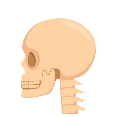 Skull, human body, head and neck bones side view. illustration.