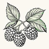 Hand Drawn Black and White Raspberries on Branch vector
