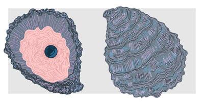 Two shells with a blue eye and a pink one vector