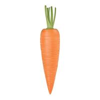 Isolated realistic carrot icon. Design template. vector