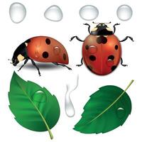 close-up realistic ladybugs, water drops and leaves isolated. Design template, cliparts of spring symbol icons vector