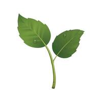 Green sprout design element. illustration with leaf pair and drops of dew. Ecology concept, realistic icon vector