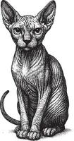 Elegant Sphynx Cat Portrait Intricate Line Art vector