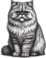Detailed Ink Drawing of a Fluffy Persian Cat vector