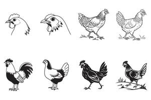 Realistic Chicken Design vector