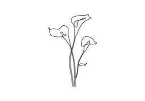 Continuous single minimal line drawing Calla Lily. One line art style Calla Lily. Graphic illustration vector
