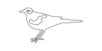 Elegant continuous one line drawing of an oriole bird in minimalist art graphic illustration vector