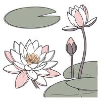 Collection set of A Lotus blossom and bud In different perspectives vector