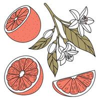Collection set of Grapefruit and bud In different perspectives vector