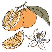 Collection set of Mandarin Orange and bud In different perspectives vector
