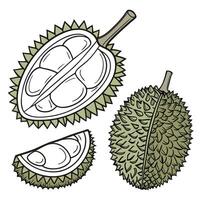Collection set of Durian and bud In different perspectives vector