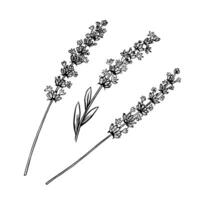A set of lavender flowers. Black and white , hand-drawn graphic illustration. A design element for packaging, postcards, and labels. For banners, flyers and posters. vector