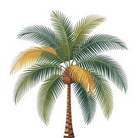 Flat Palm Tree Illustration on White Background. vector