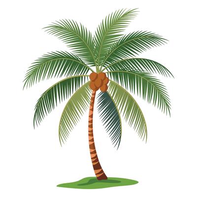 Coconut palm tree illustration.
