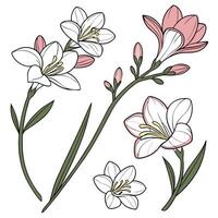 Collection set of Freesia, In different perspectives vector