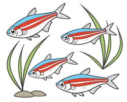 Collection set of A neon tetras with glowing blue and red stripes In different perspectives vector