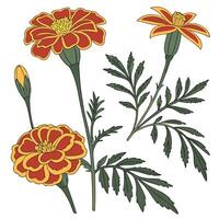 Collection set of Marigold, In different perspectives vector