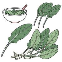 Collection set of Sorrel leaves, In different perspectives vector