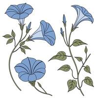 Collection set of Morning Glory, In different perspectives vector