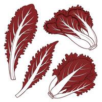 Collection set of Red leaf lettuce, In different perspectives vector