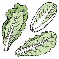 Collection set of Romaine lettuce, In different perspectives vector