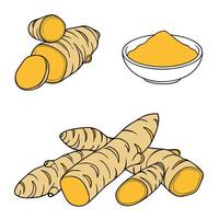 Collection set of Turmeric root, In different perspectives vector