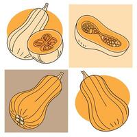 Four butternut squashes, two of them cut in half, orange and brown colors, white background vector